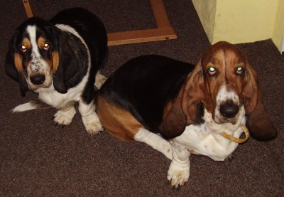 Dami a Izis.jpg (52.53 KiB) Zobrazeno 1130 x Naše ňufinky...