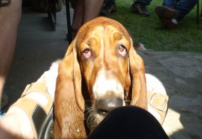 Dami.jpg (39.75 KiB) Zobrazeno 1134 x Damoušek asi něco chce :-)