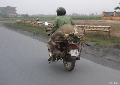 transport7.jpg