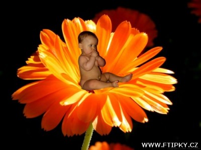 Fokísek nebo Fofulinka.jpg