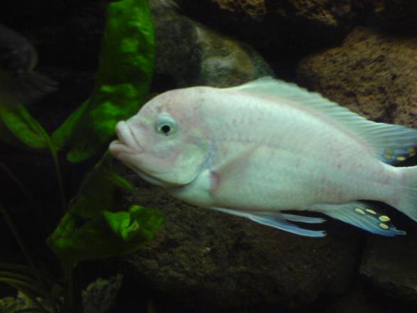 Tlamovec Příčnopruhý....můj odchovanec