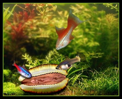 Zvědavé rybičky u dravé mušličky.jpg