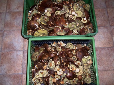100_6983.JPG